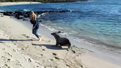 Sea lion wants to play - Морской лев играется