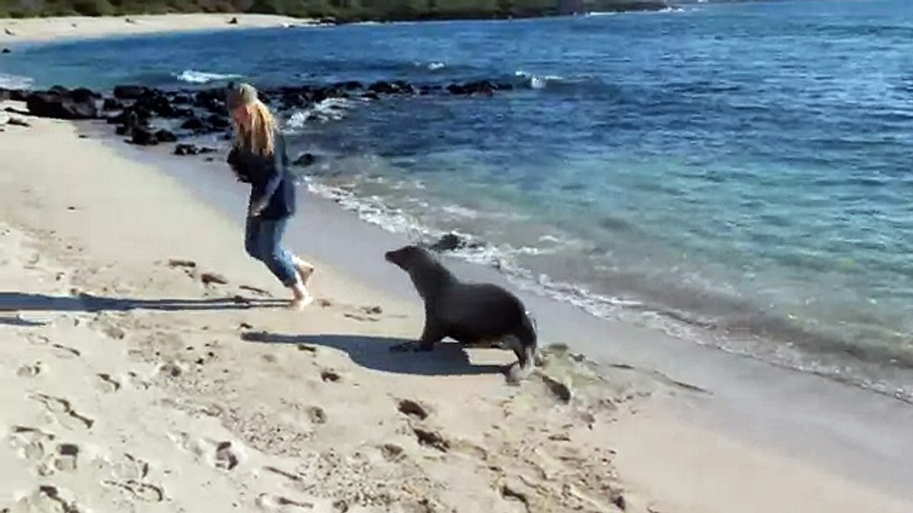 Sea lion wants to play - Морской лев играется