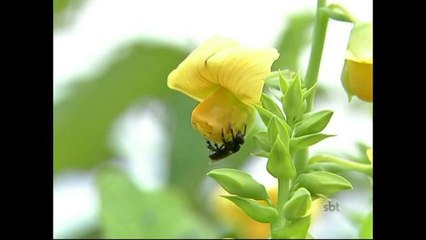 Planta crotalária pode ajudar a evitar a reprodução do Aedes