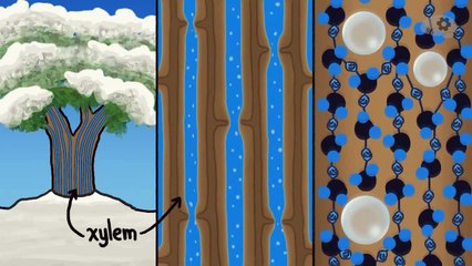 Как деревья переносят зиму