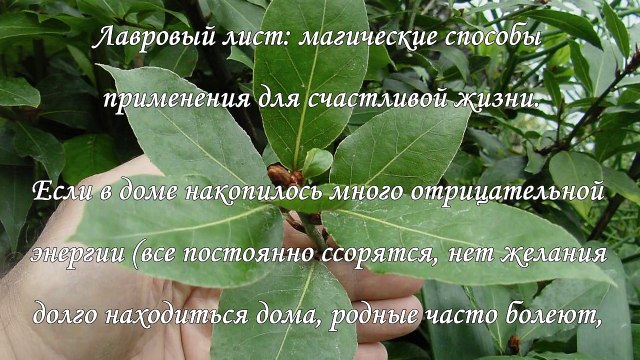 Магические свойства лаврового листа