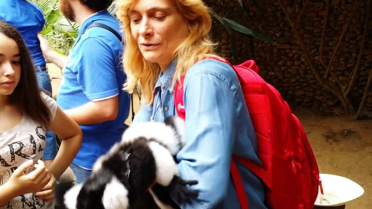 Funny Baby Lemur and his human Mummy. (Zoo Castellar, Cádiz)