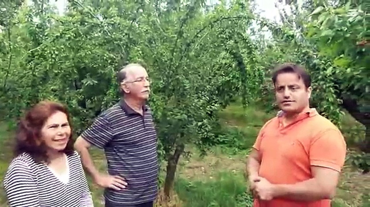 Japon Eriği Bakımı, Japon Eriği Gübreleme, Japon Erik Ağacı, Meyve Tutumu, İri Erik