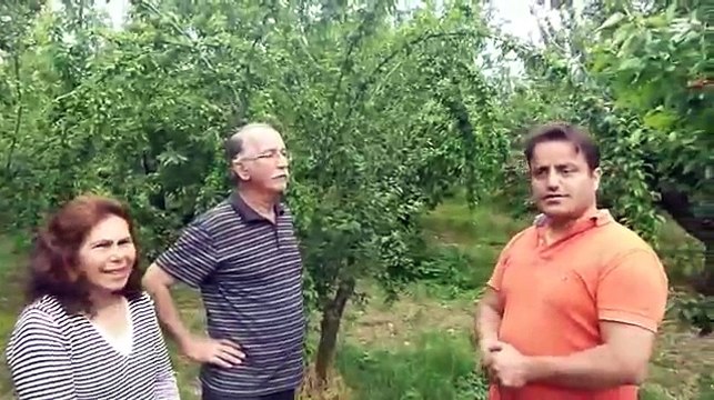 Japon Eriği Bakımı, Japon Eriği Gübreleme, Japon Erik Ağacı, Meyve Tutumu, İri Erik