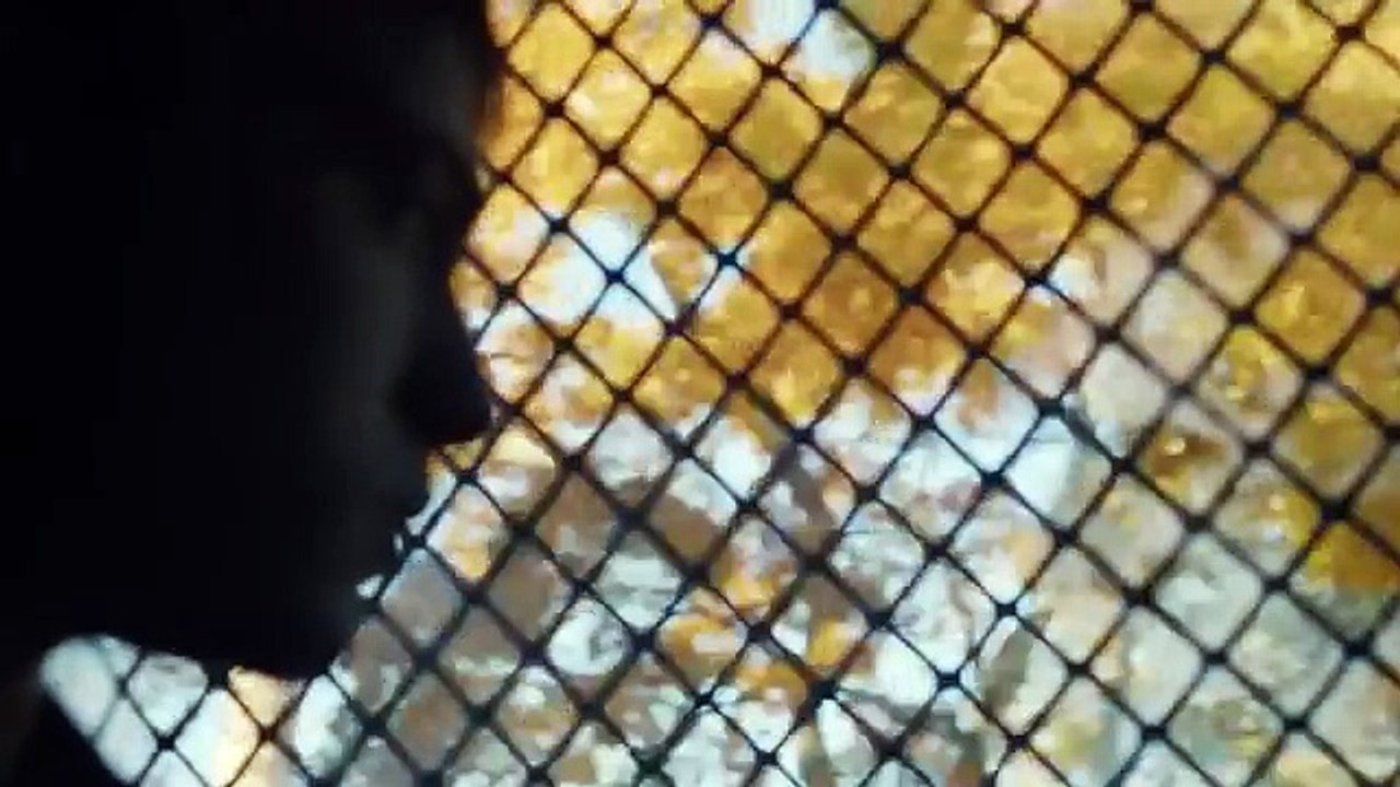 Stealing Cars - Official Trailer (2016) Emory Cohen, William H. Macy Movie(1)