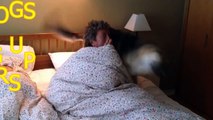 Top 10 of the funniest Dog Alarm Clocks (Dogs waking up their owners)