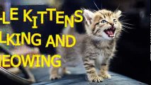 -Little kittens meowing and talking