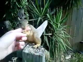 funny baby squirrel hides nuts and plays