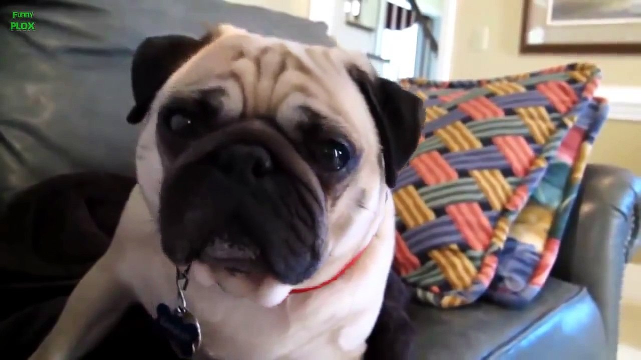 Funny Guilty Dogs Compilation 2014