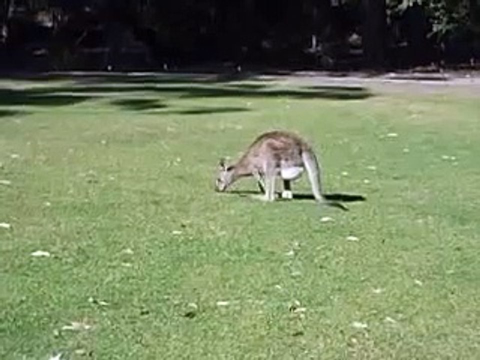 Very Funny Kangaroo