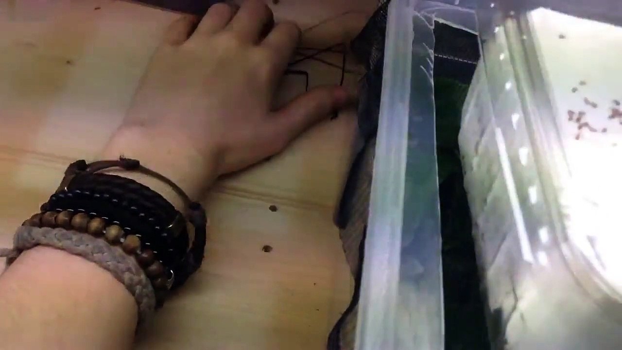Man having fun with whip spider and getting bitten
