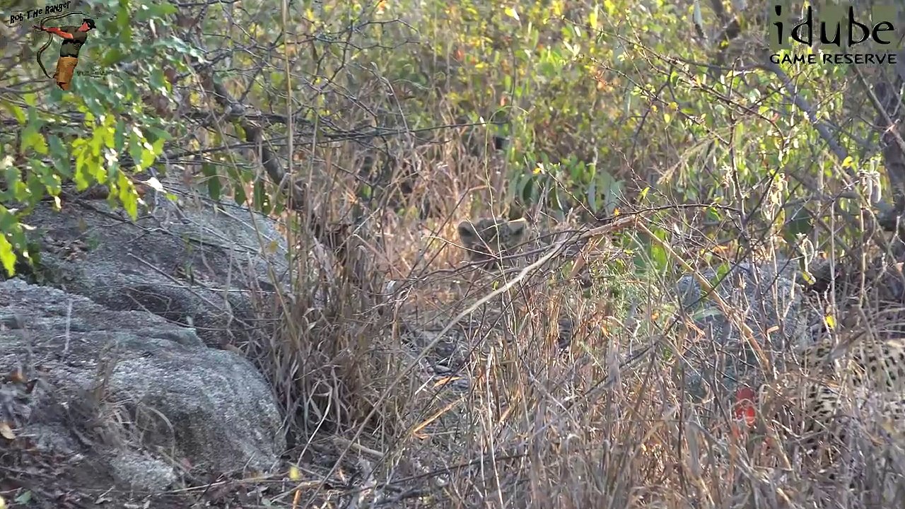 Leopard Family, Part 1