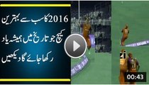 Best Catch of 2016 in MCl 2020 | best catch ever |best catch