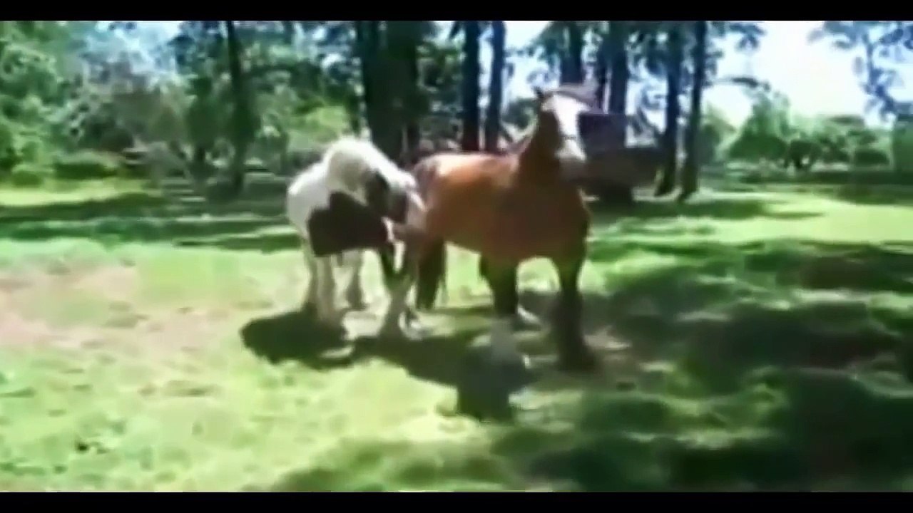 Funny Animal - Animal Mating Best Moment Compilation 2015 - Animals Mating 2015