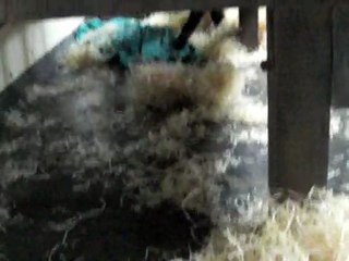 Funny baby chimp at Monkey World.