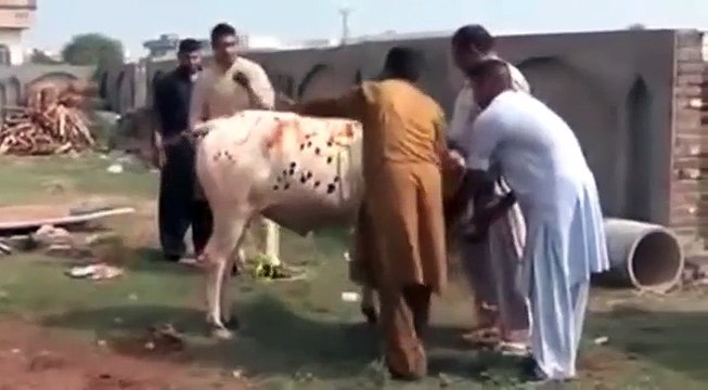 VID-20151002-WA0008 funny vidieo