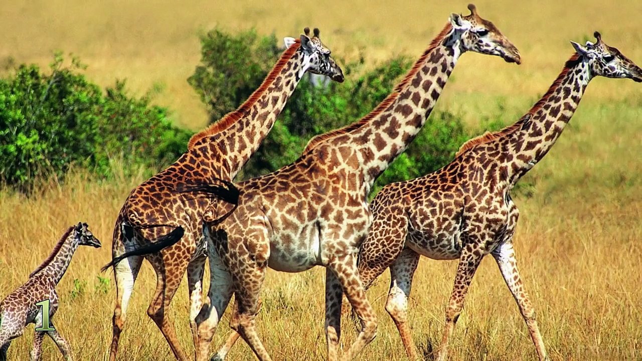 САМЫЕ БОЛЬШИЕ ЖИВОТНЫЕ В МИРЕ. ТОП 10