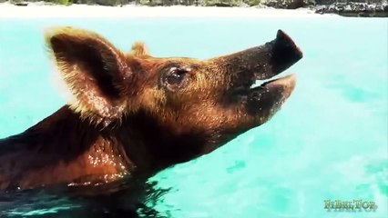 Смешные животные 2016. Подборка под отличную музыку