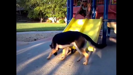 Смешные и милые овчарки. Подборка 2016