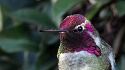 Anna's Hummingbird