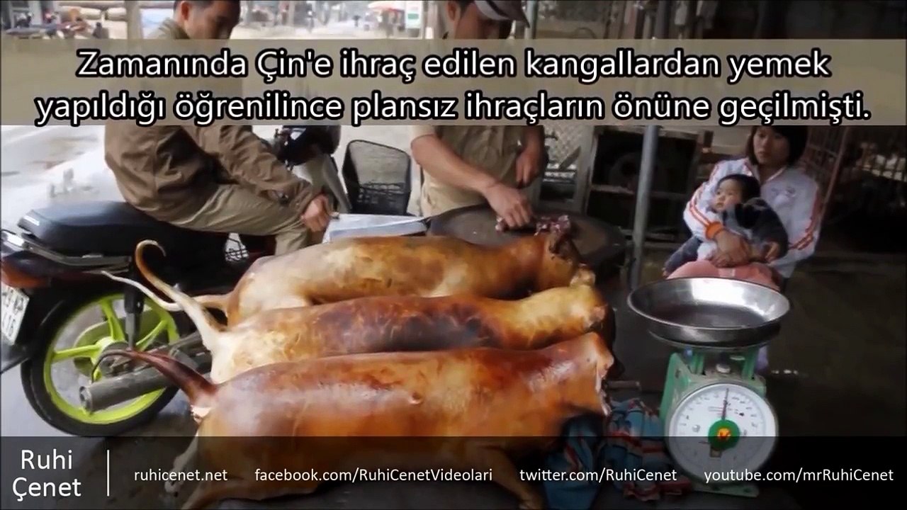 Kangal Köpekleri Hakkında 10 Önemli Bilgi