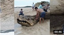 Giant unknown sea creatures