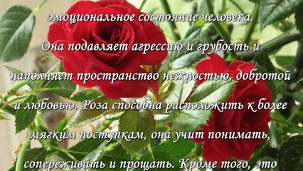 Розы в доме, приметы и свойства