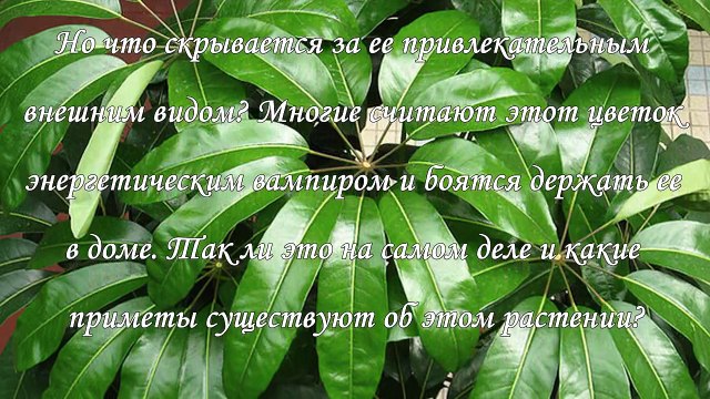 Шеффлера в доме, приметы и магические свойства