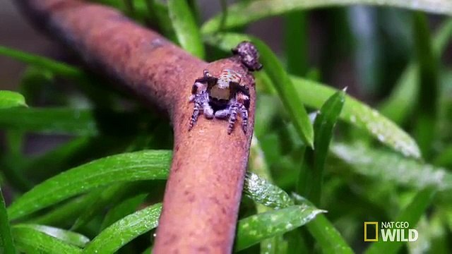 Dişi Örümceği Tavlamak İçin İlginç Dans Figürleri Yapan Tavus Kuşu Örümceği