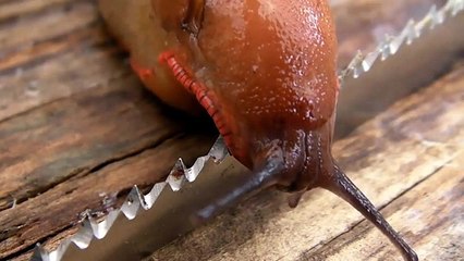 Dünyanın En Keskin Bıçağı Üzerinden Sümüklü Böcek Geçerse..
