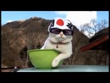 Funny Cats Compilation See Funny Cat Videos Ever