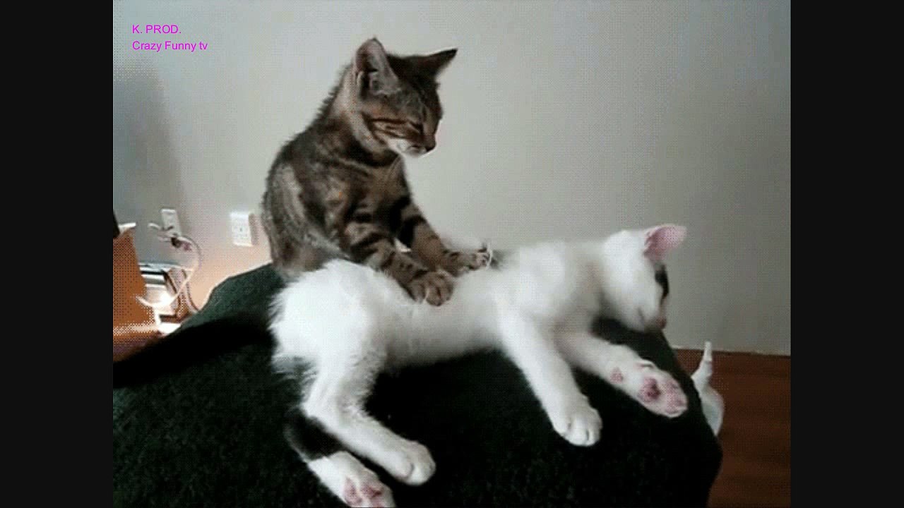 MEOW Movie 1