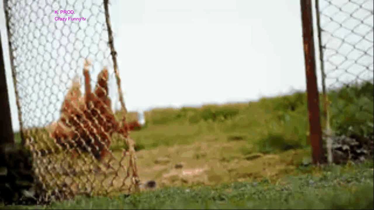 One Chicken Run