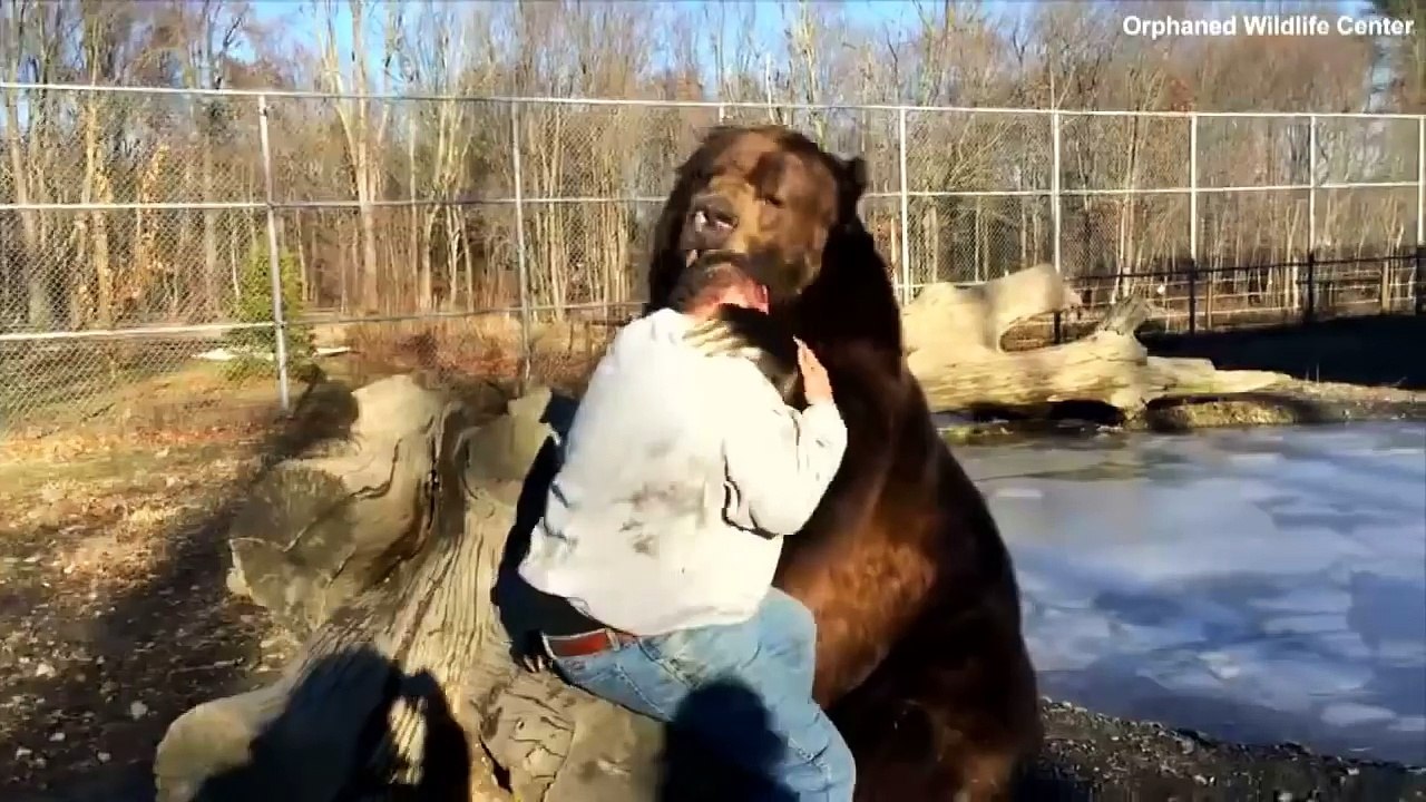 Man Hugs, Cuddles and Give Back Rubs to Massive Orphaned Bear