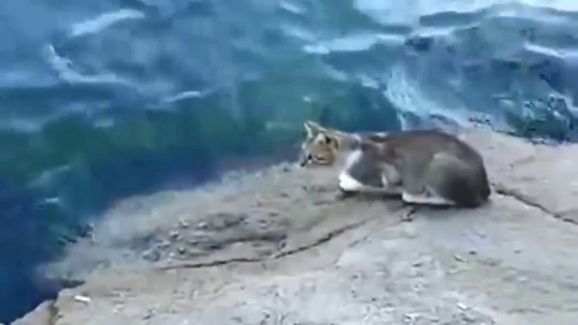 Рыбалка с котом. Кот просто взял и поймал рыбу