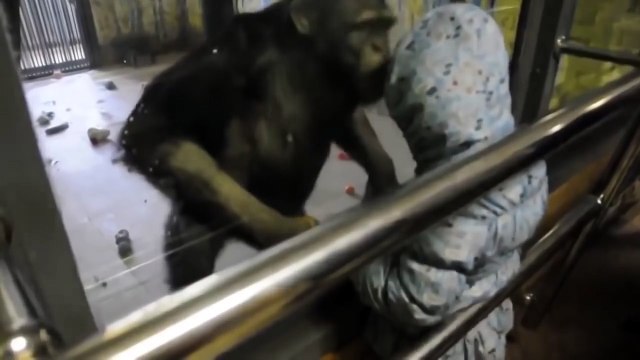 Никто не ожидал такого от шимпанзе)))