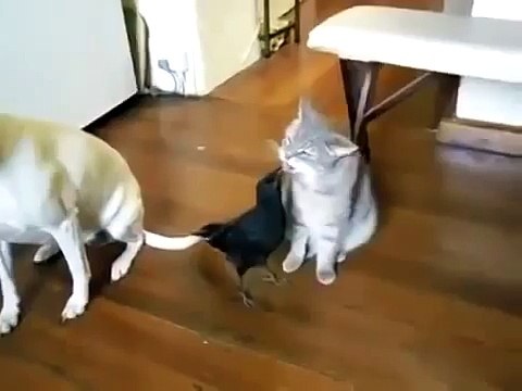 Птица отлично ладит с кошкой.Люди не умнее животных, считают учёные!