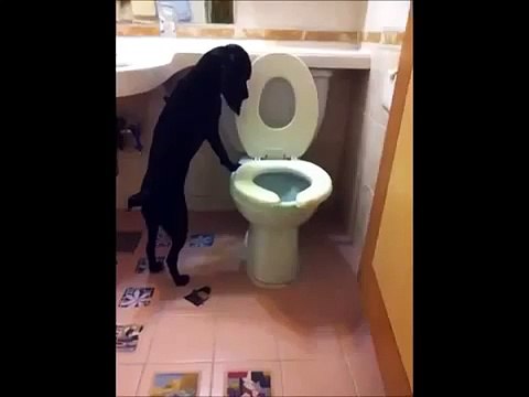 Такую умную собаку и не страшно дома одну оставить .