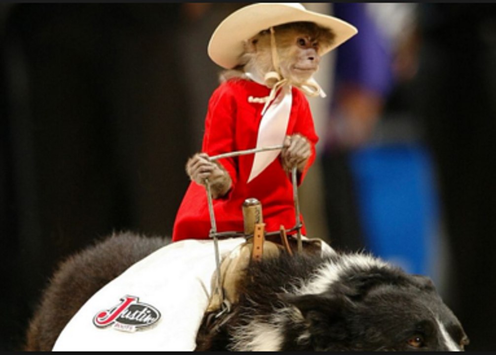 Monkey Riding Dog - video Dailymotion