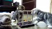 Cute Kittens learns Newton's cradle _ Funny Cats - Most funny cats moments
