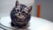 Cute And Funny Kittens - The Forbidden Water Bowl - Amzing kitten video online