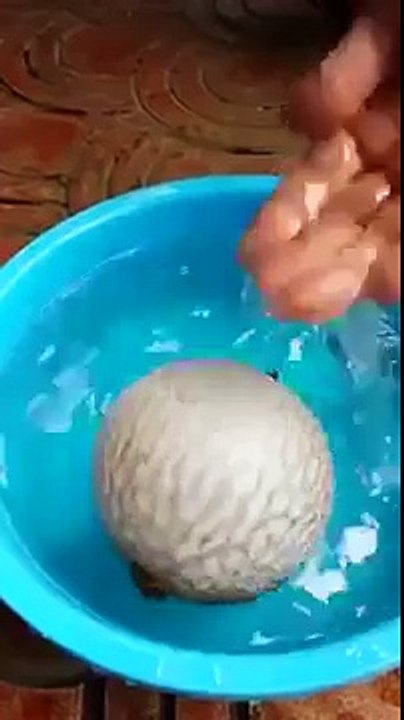 Whatsapp Funny Videos India | Puffer Fish Turned into a Baloon to Escape from predators