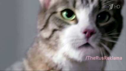 Реклама Kitekat  Китикет - Борис Фотокот