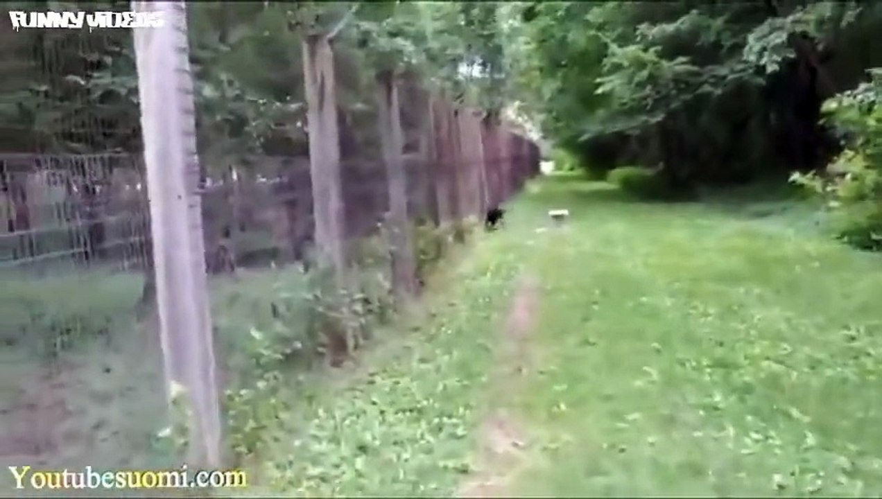 the world most funny dog