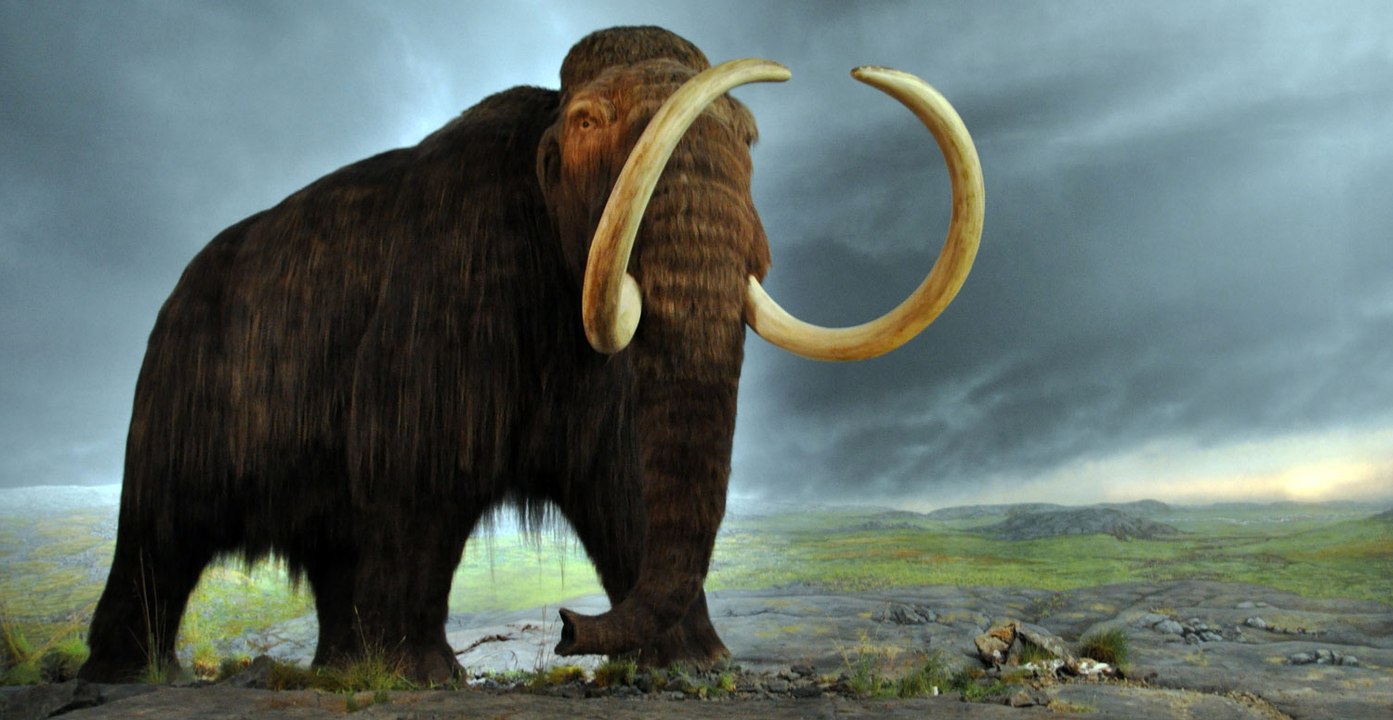 belgesel - MAMUT
