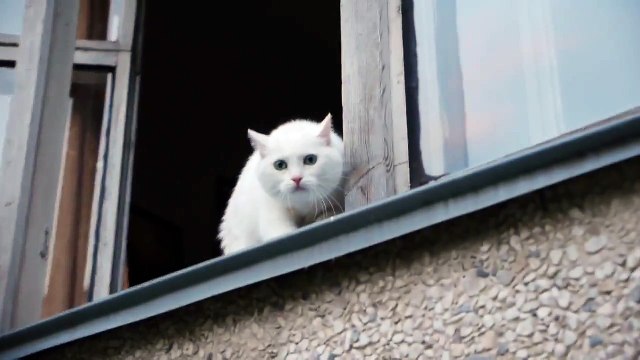 Белый кот защищает квартиру