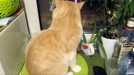 Говорящий кот-воришка, мегаприкол 2015