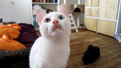 кот говорит на неизвестном вселенной языке