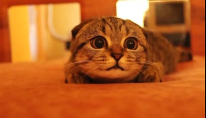 Кот смотрит Ужастики!