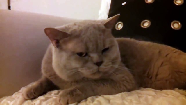 КОТ ХАМИТ ХОЗЯИНУ!!! Funny dog,cat,kittens,котэ,коты,кошки_a[1].4